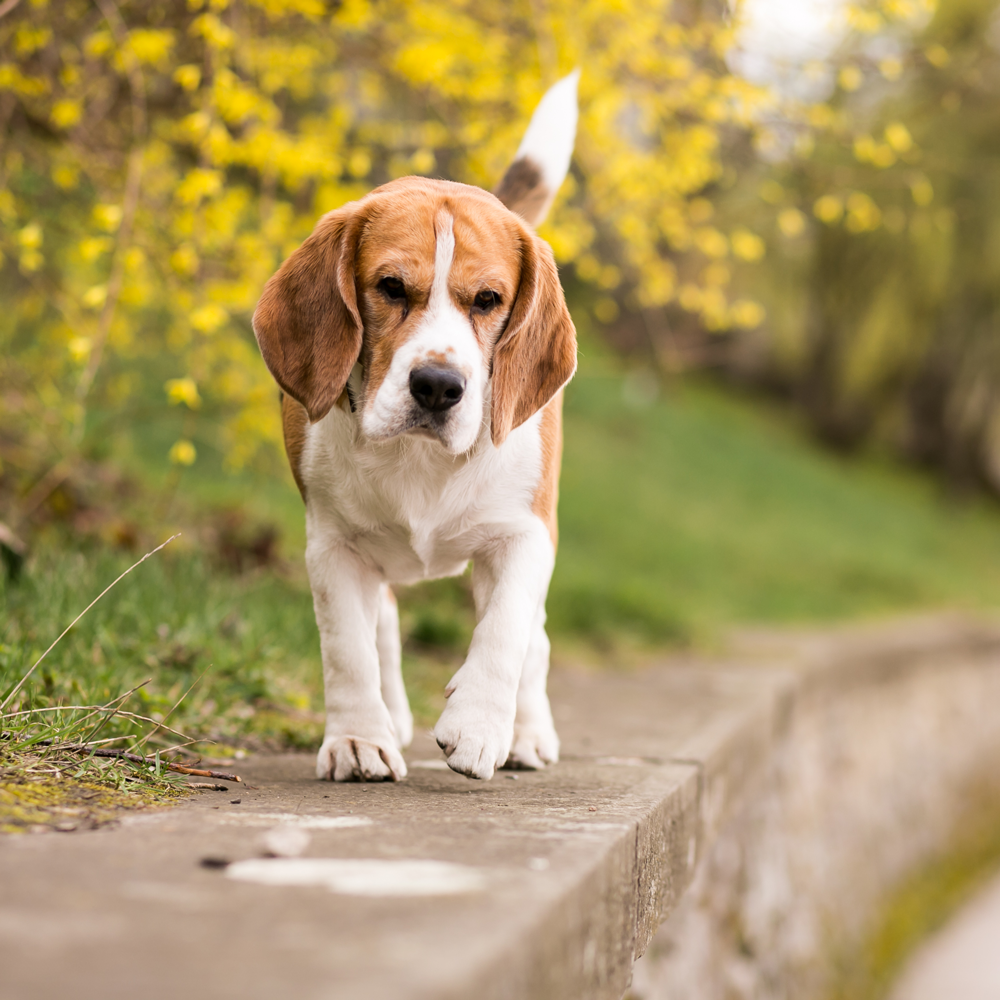 Fun Activities to Keep Your Pet Happy and Active