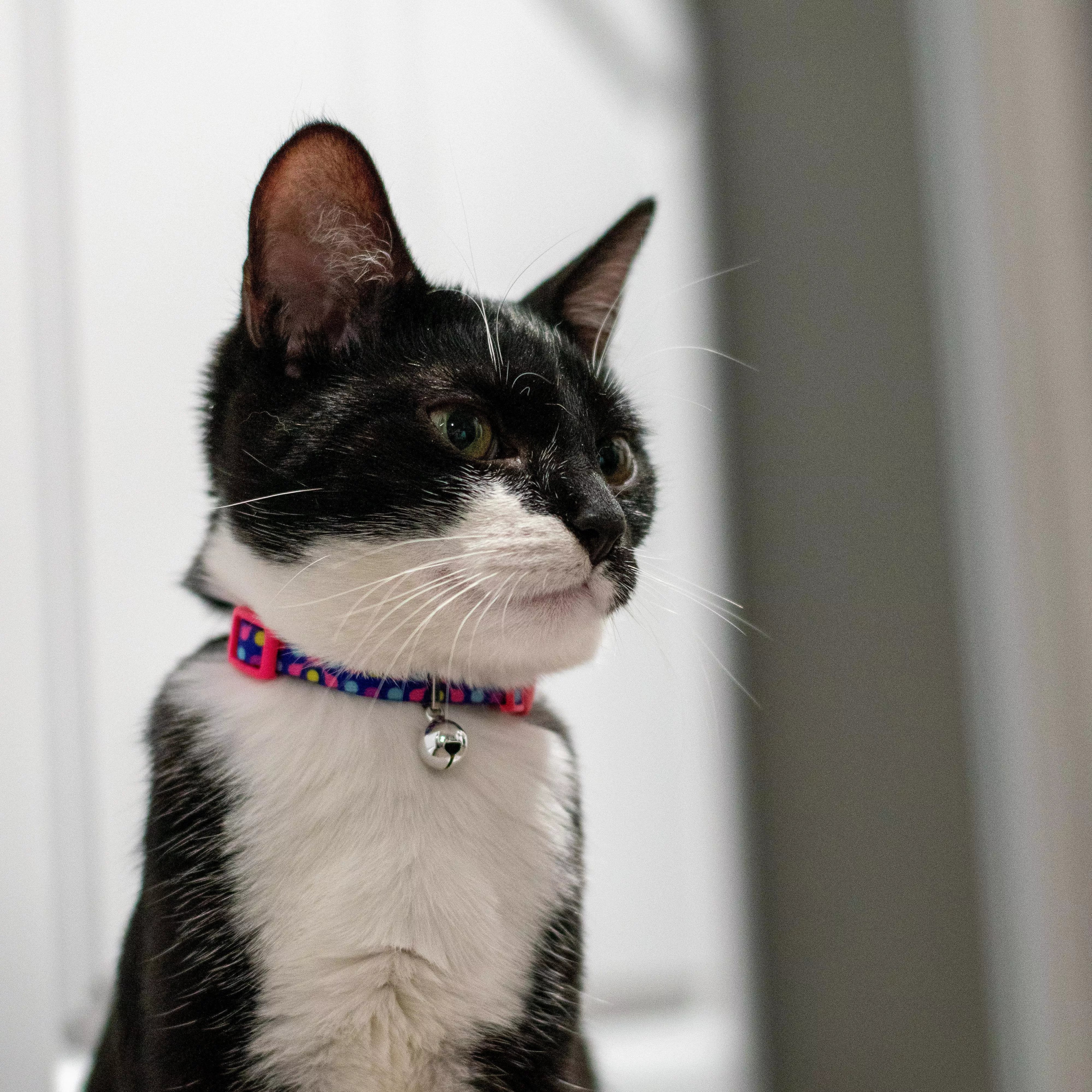 Coastal Li'l Pals Adjustable Breakaway Kitten Collar 6-8"