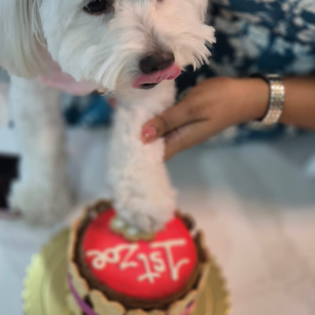 Dog Birthday Cake paw with bones around