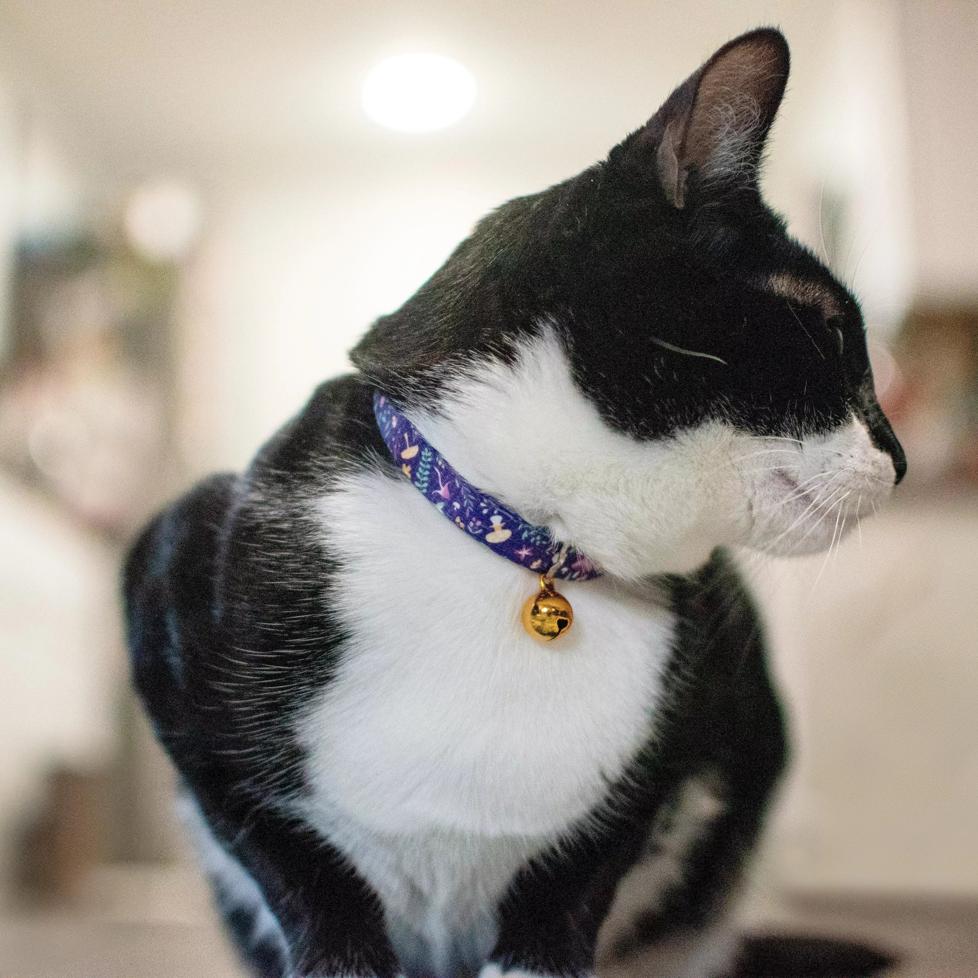 Coastal Safe Cat Fashion Adjustable Breakaway Collar 3/8" x 8-12"
