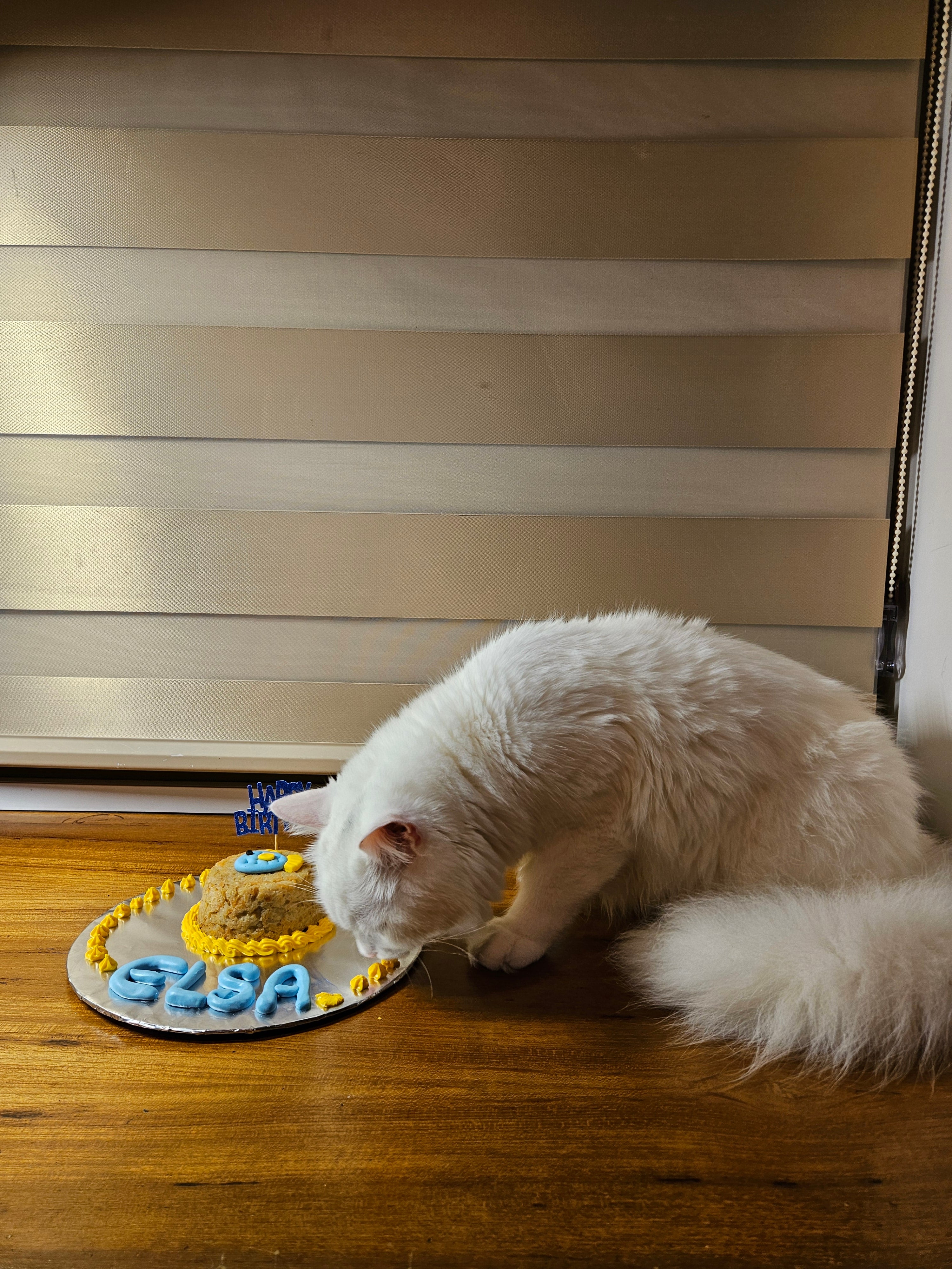 Cat Birthday Cake - Fish Cat cake