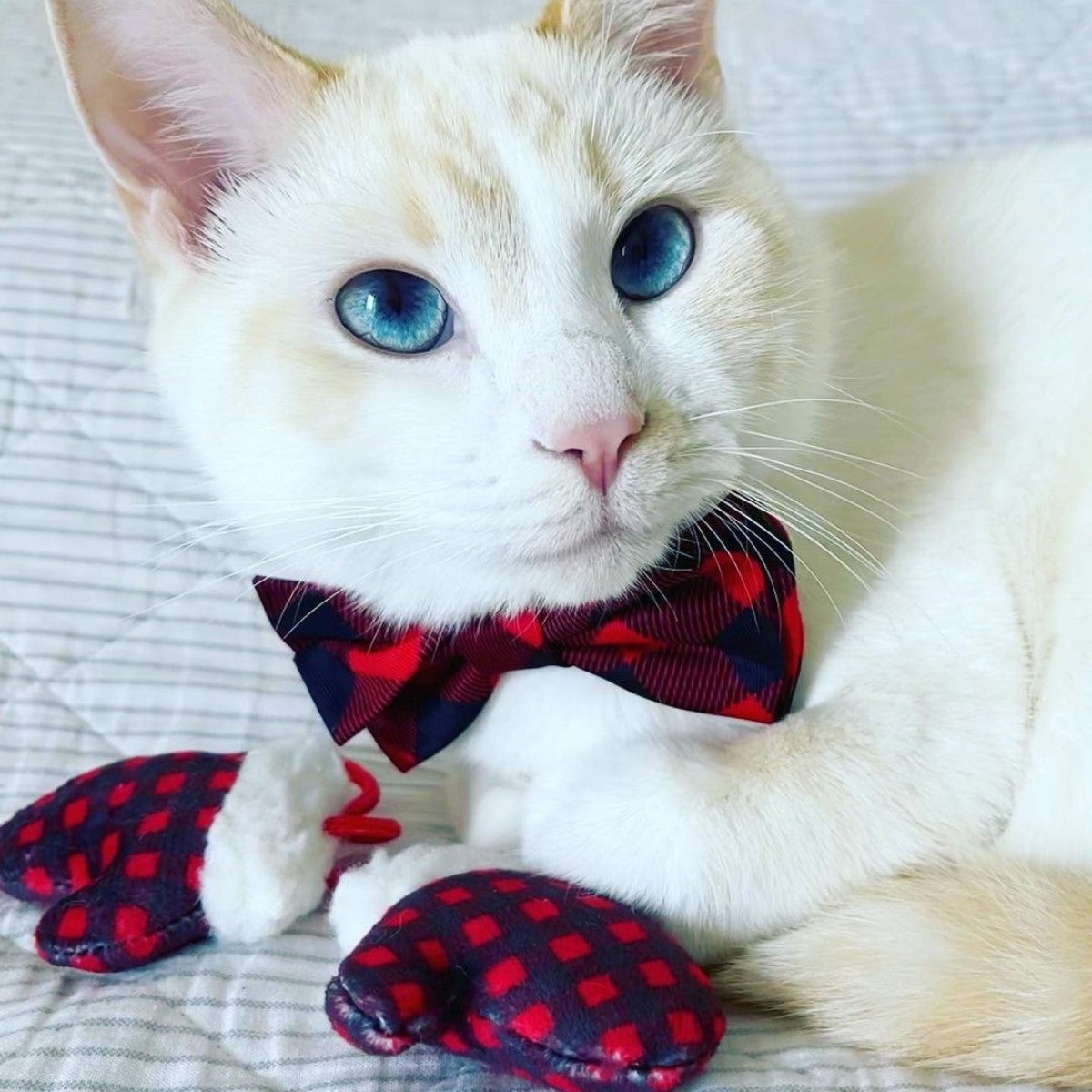 Huxley and Kent Mittens for Kittens Cat Toy