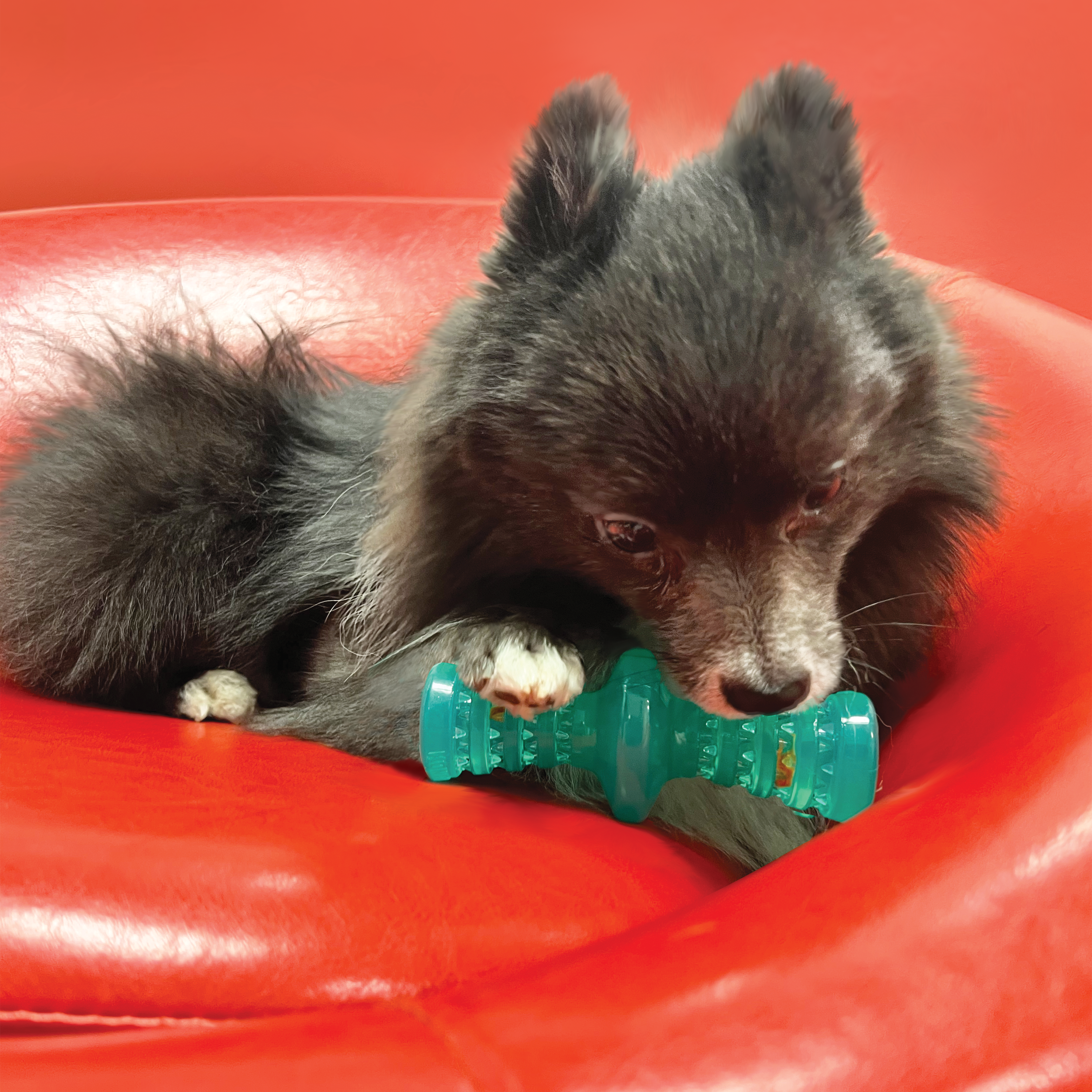 Kong Squeezz Dental Dog Toy