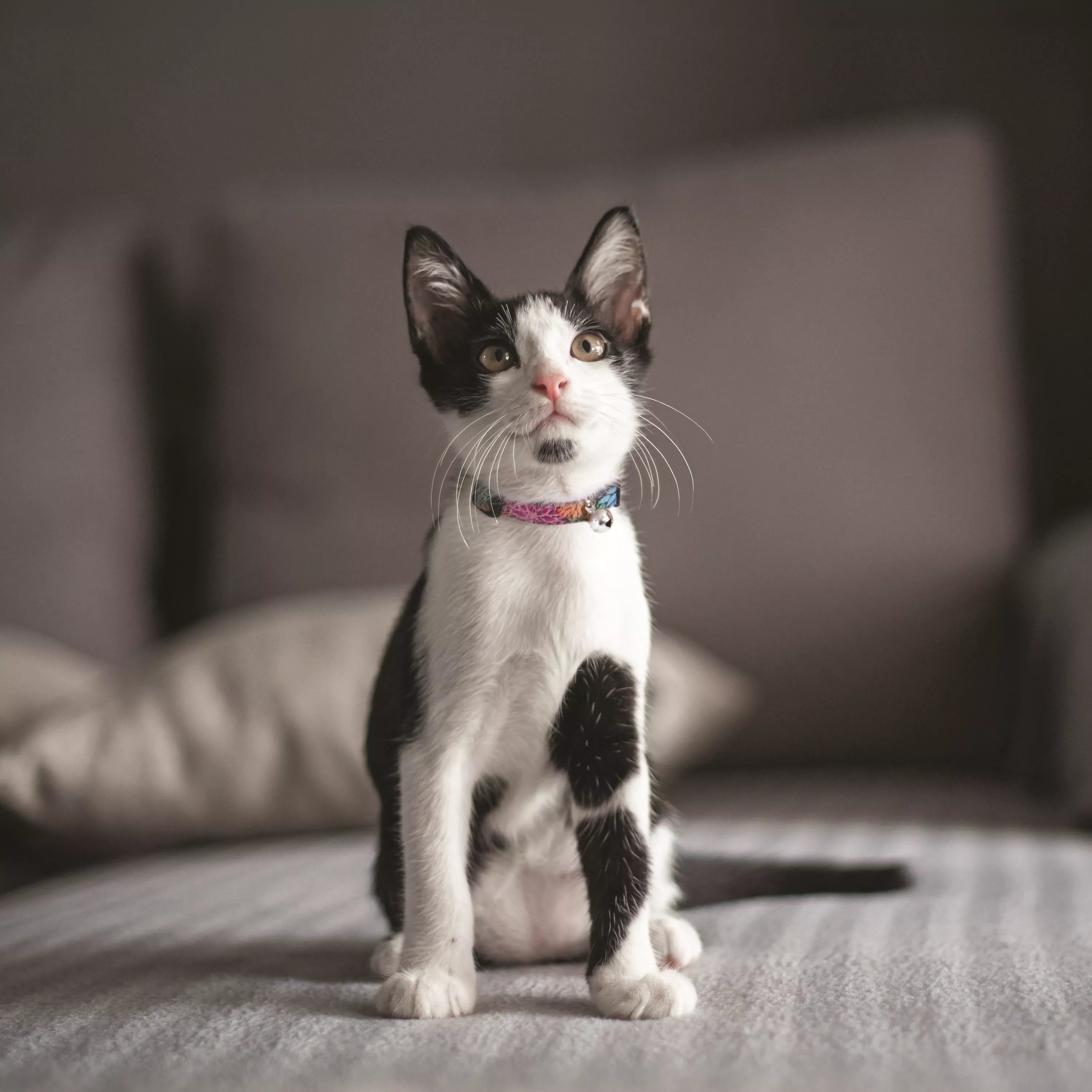 Coastal Li'l Pals Adjustable Breakaway Kitten Collar 6-8"