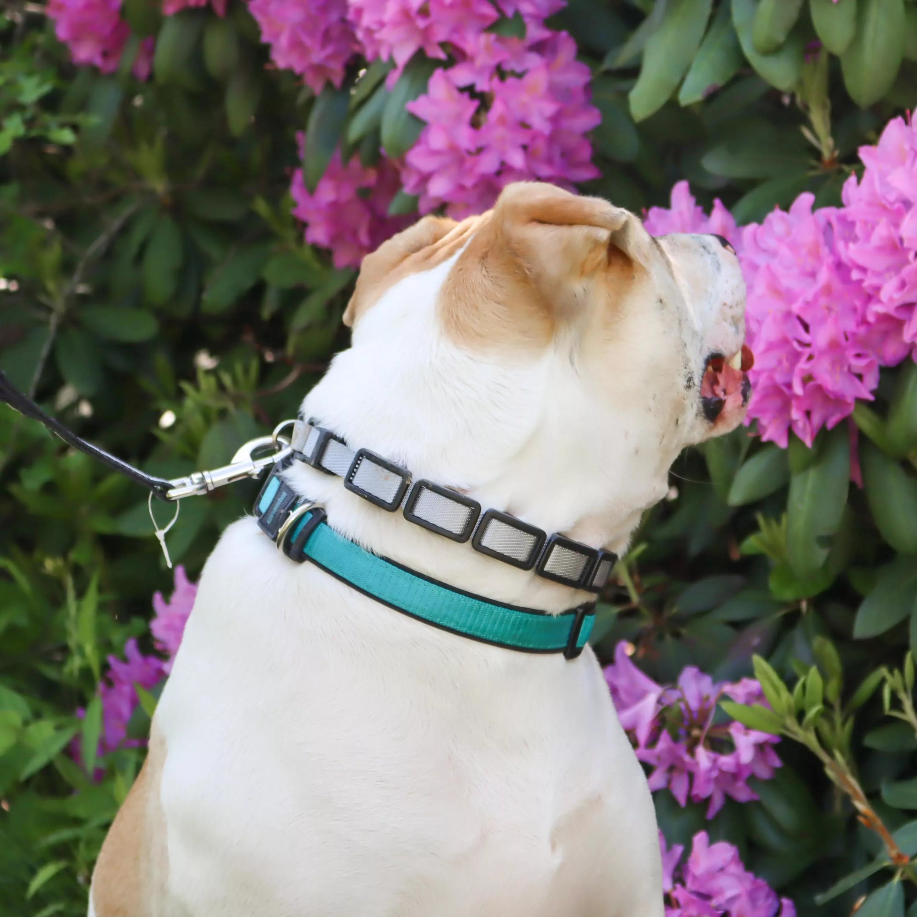 Coastal Natural Control Training Collar