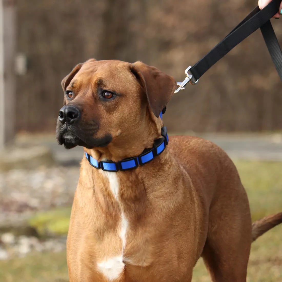 Coastal Natural Control Training Collar
