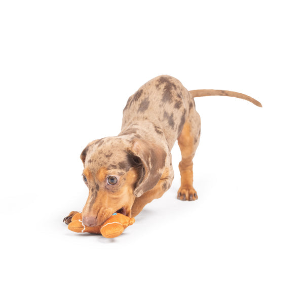 Huxley and Kent Tiny Tuff Ginger Snapped