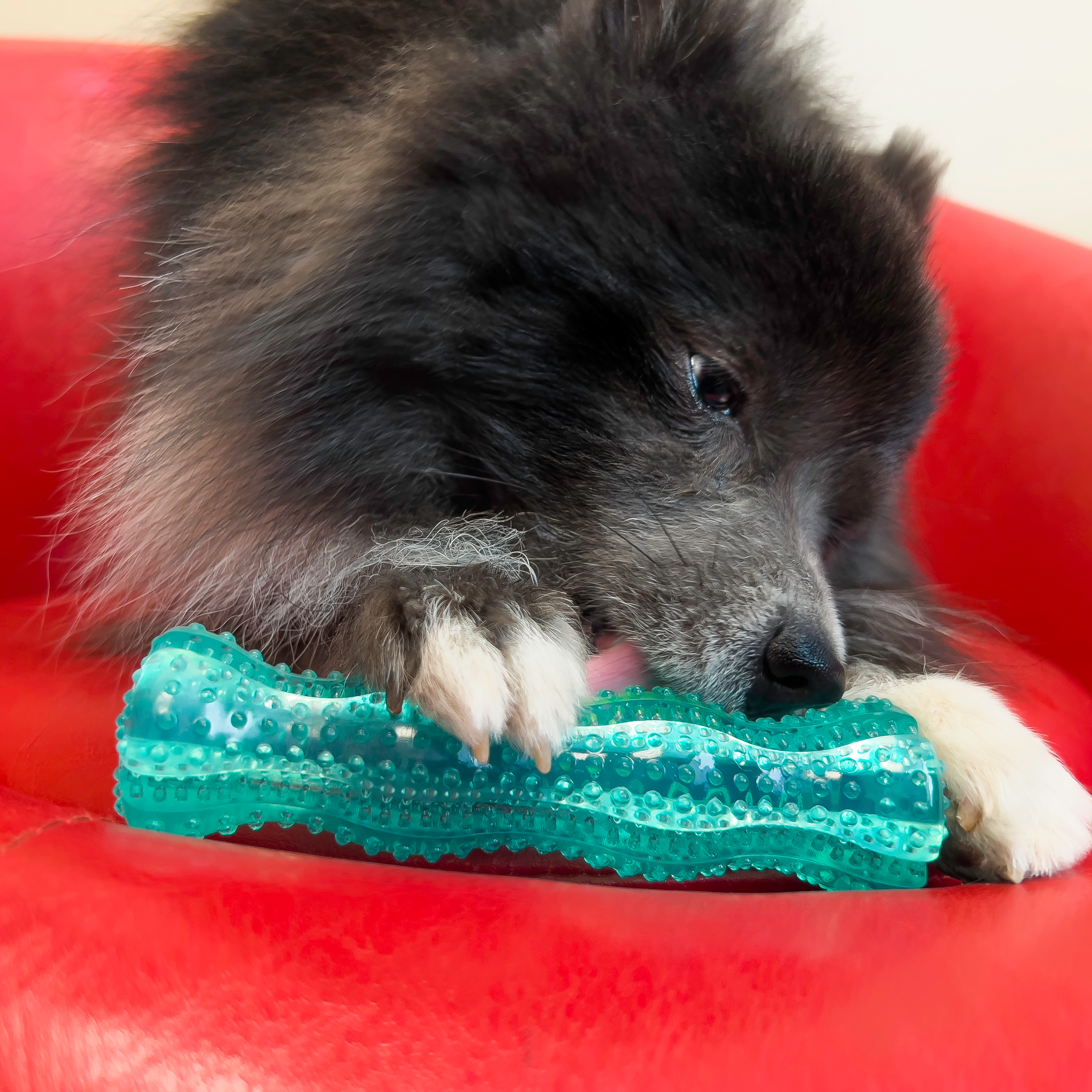 Kong Squeezz Dental Dog Toy