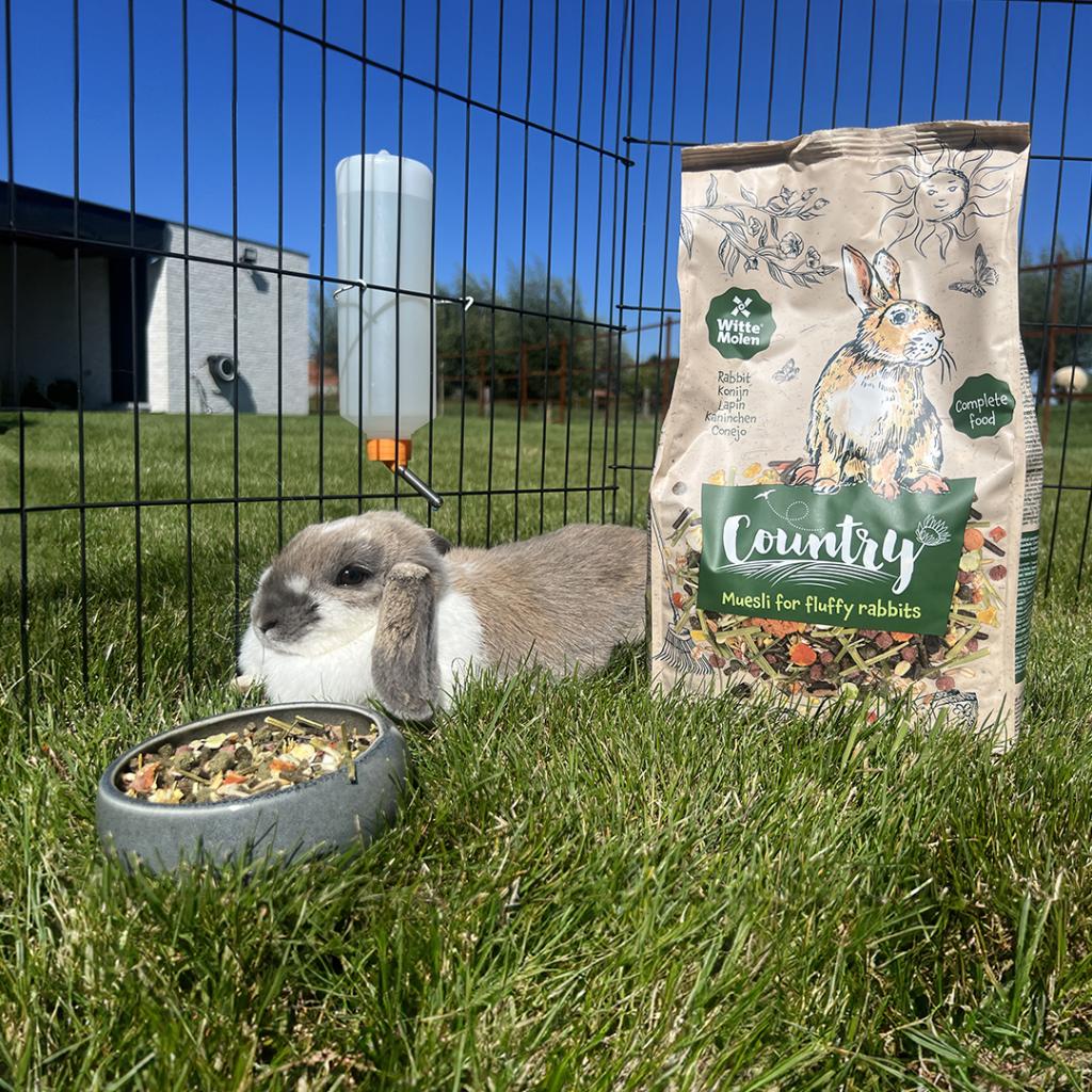 Country Rabbit