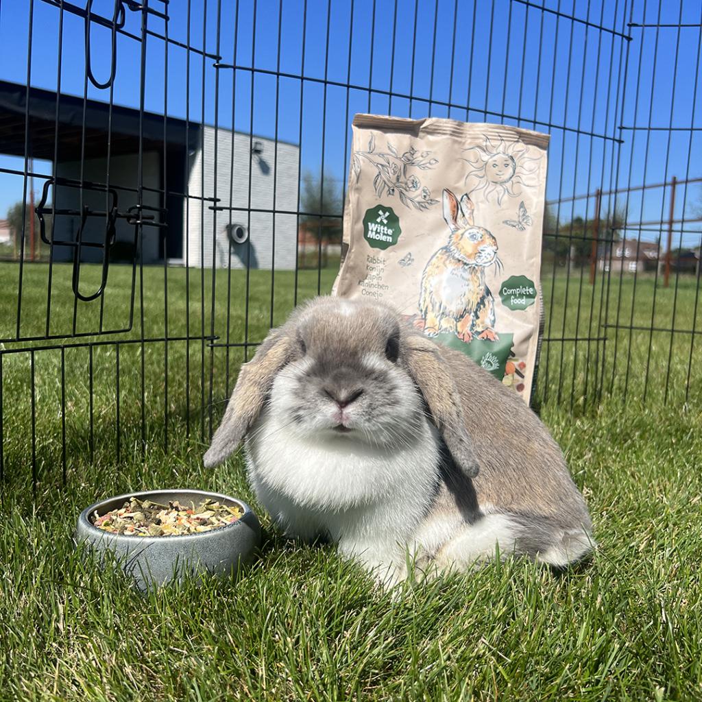 Country Rabbit