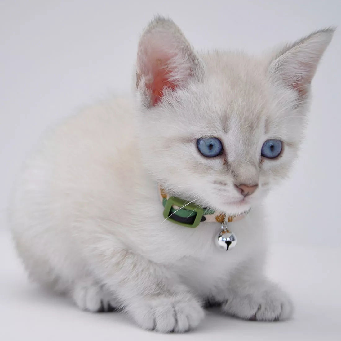 Coastal Li'l Pals Adjustable Breakaway Kitten Collar 6-8"