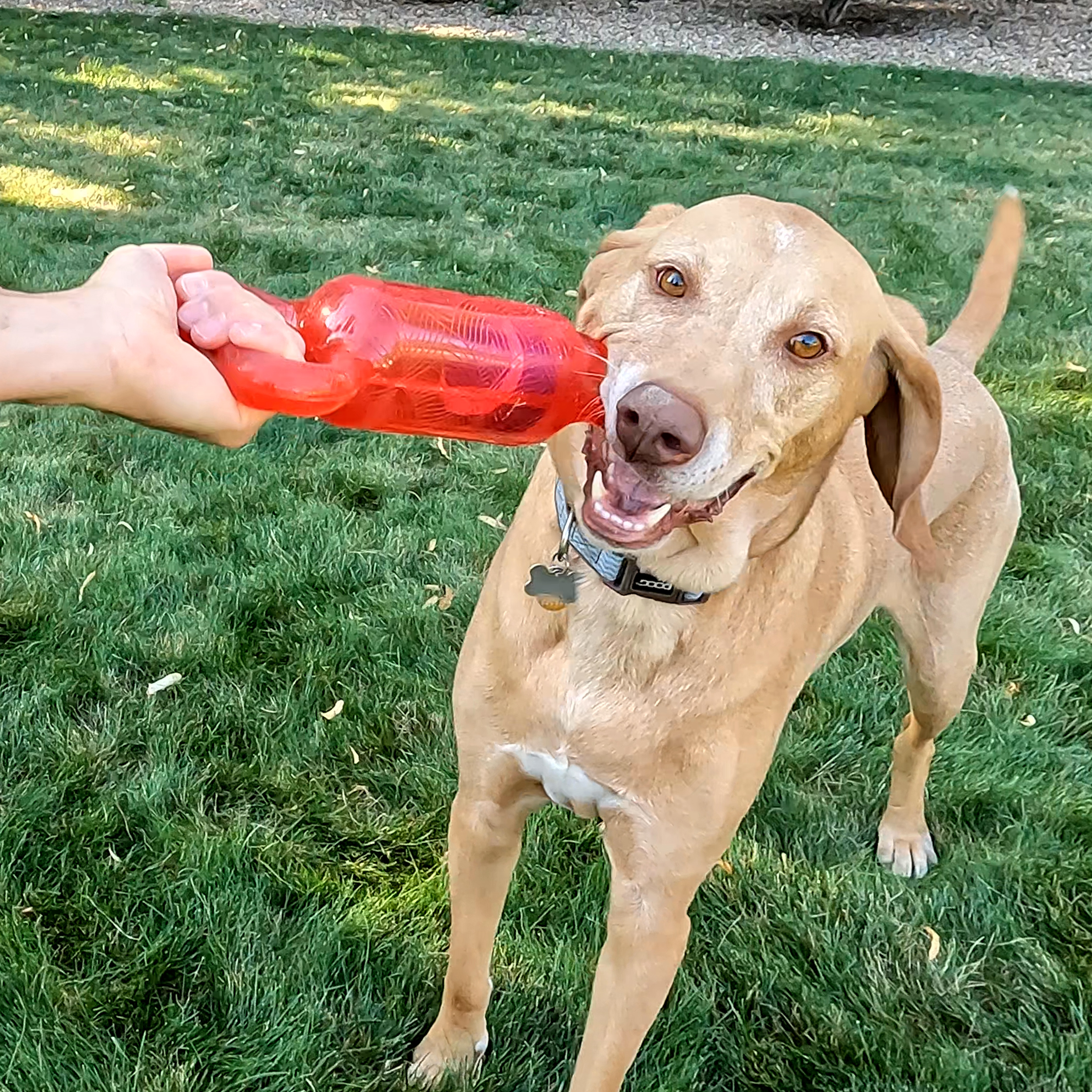 Kong Jumbler Tug Small/Medium