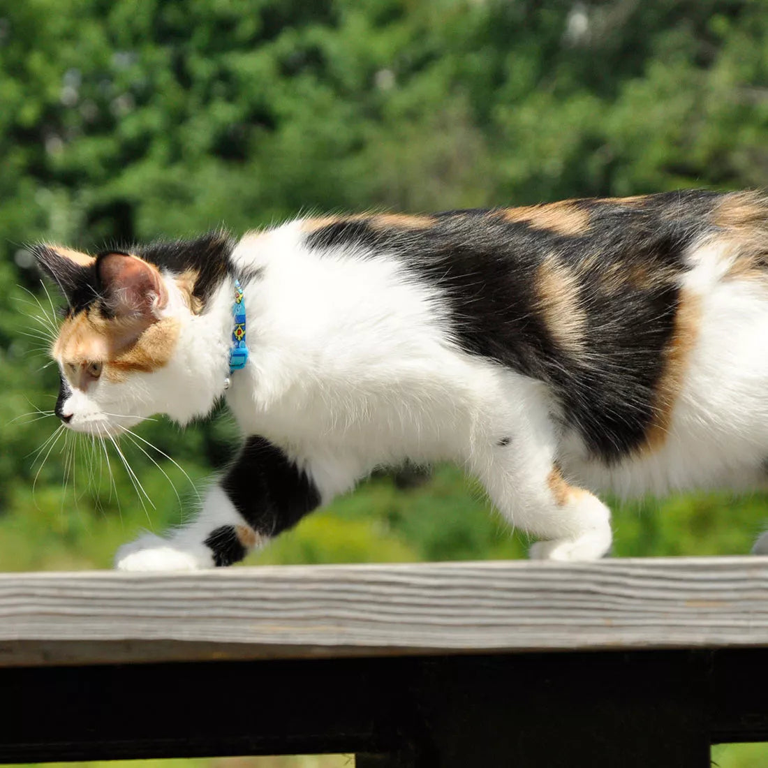 Coastal Safe Cat Fashion Adjustable Breakaway Collar 3/8" x 8-12"