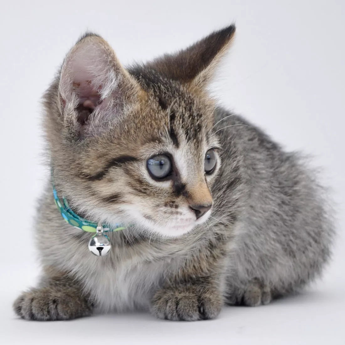 Coastal Li'l Pals Adjustable Breakaway Kitten Collar 6-8"
