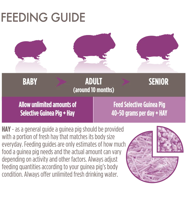 Science Selective Guinea Pig