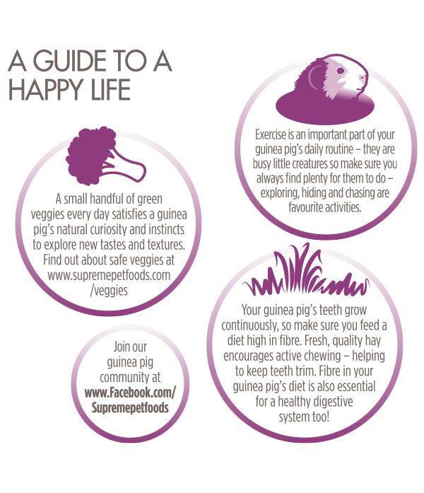 Science Selective Guinea Pig