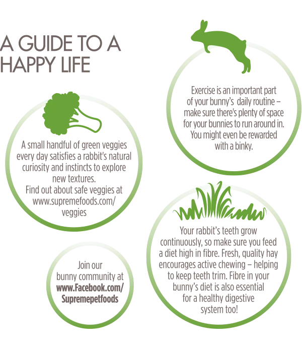 Science Selective Junior Rabbit