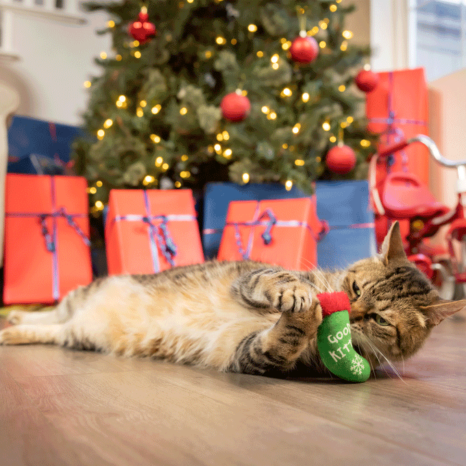 Huxley and Kent Good/Bad Kitty Stocking