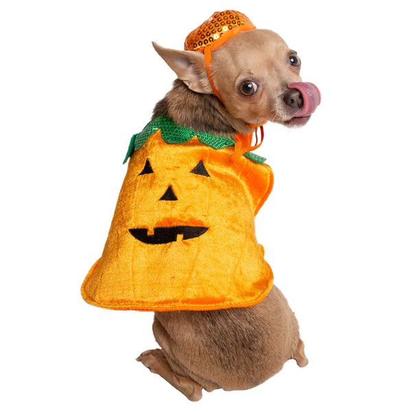 Halloween Pumpkin Dog & Cat Costume