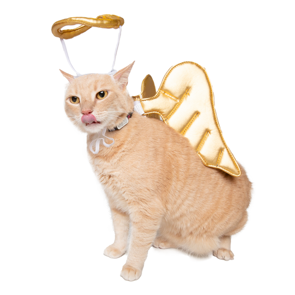 Angel Dog and Cat Costume: Halo & Golden Wings for Pets