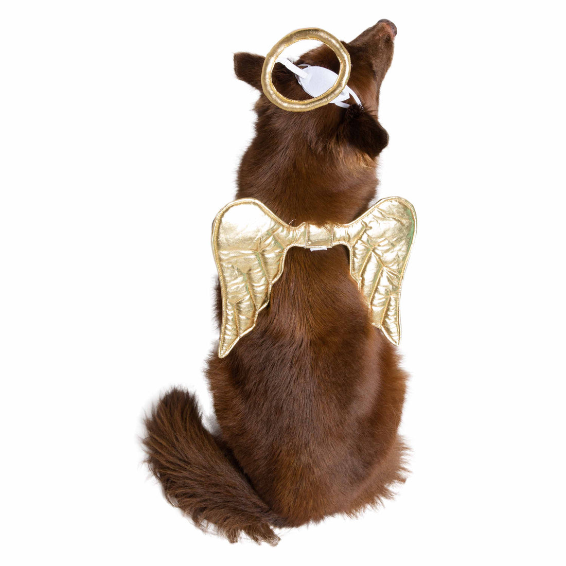 Angel Dog and Cat Costume: Halo & Golden Wings for Pets