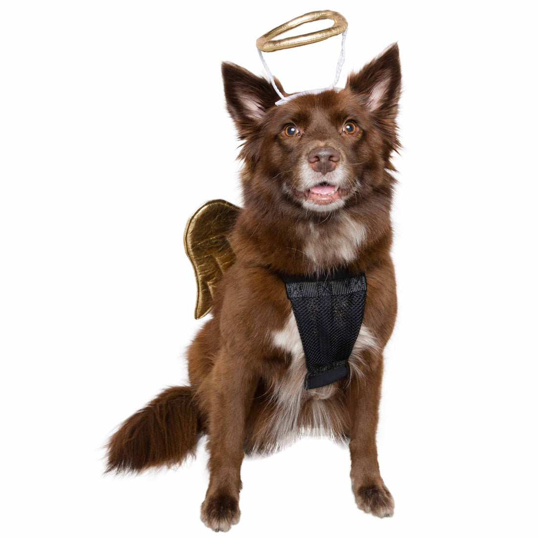 Angel Dog and Cat Costume: Halo & Golden Wings for Pets