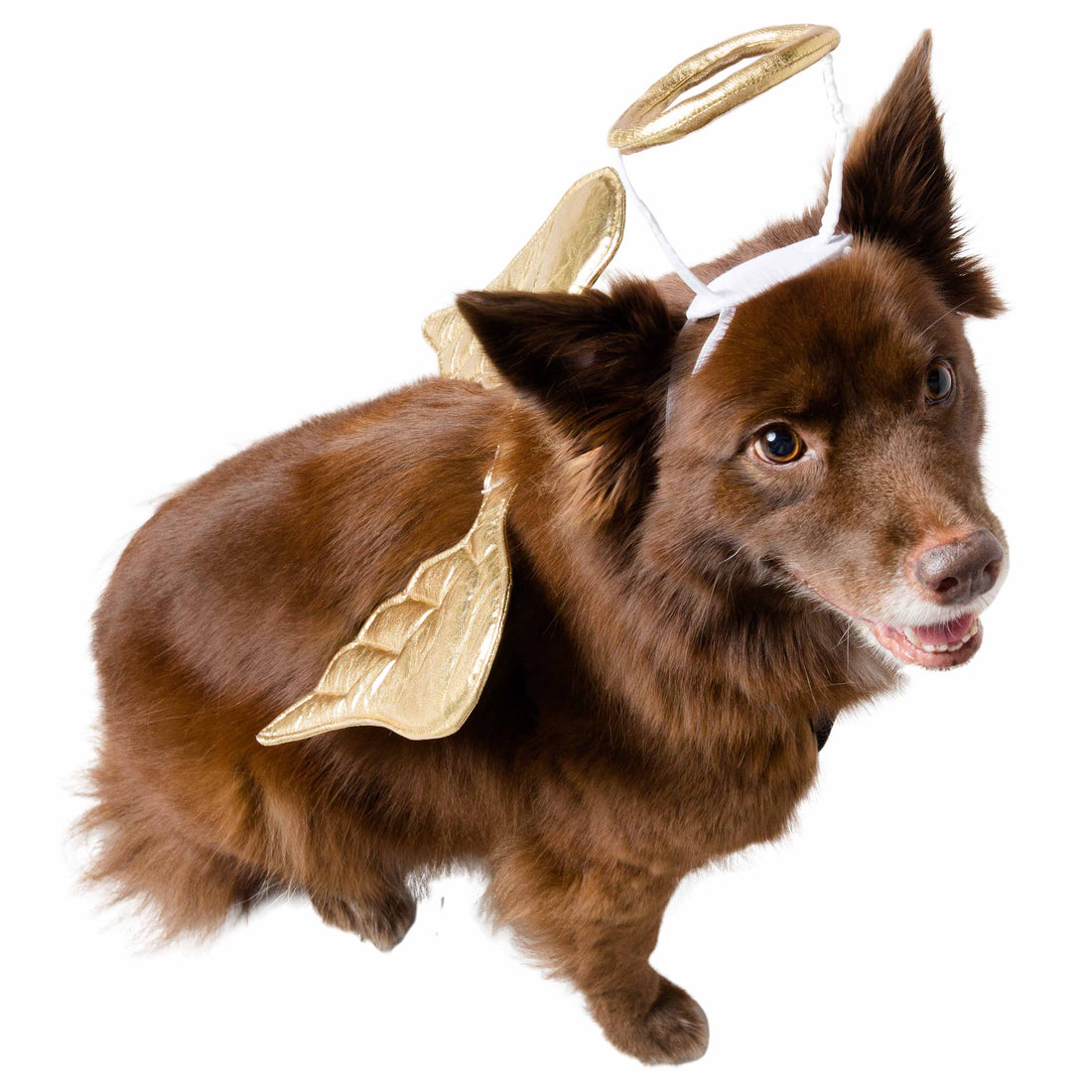 Angel Dog and Cat Costume: Halo & Golden Wings for Pets