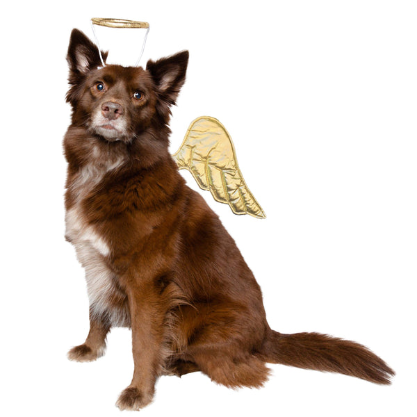 Angel Dog and Cat Costume: Halo & Golden Wings for Pets