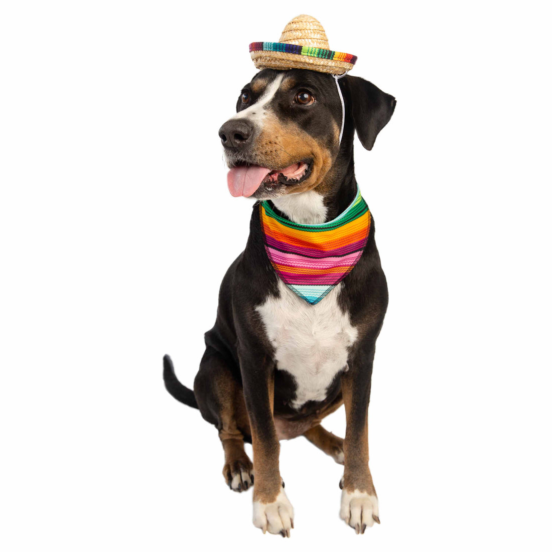 Sombrero and Serape Dog & Cat  Costume