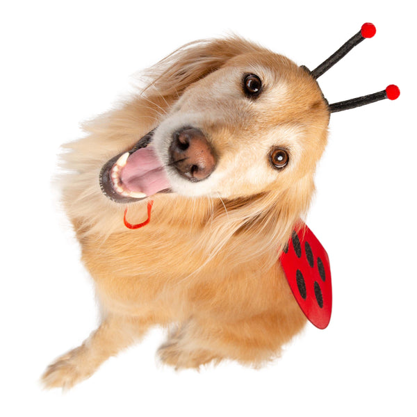 Ladybug Hat and Wings Dog & Cat  Costume