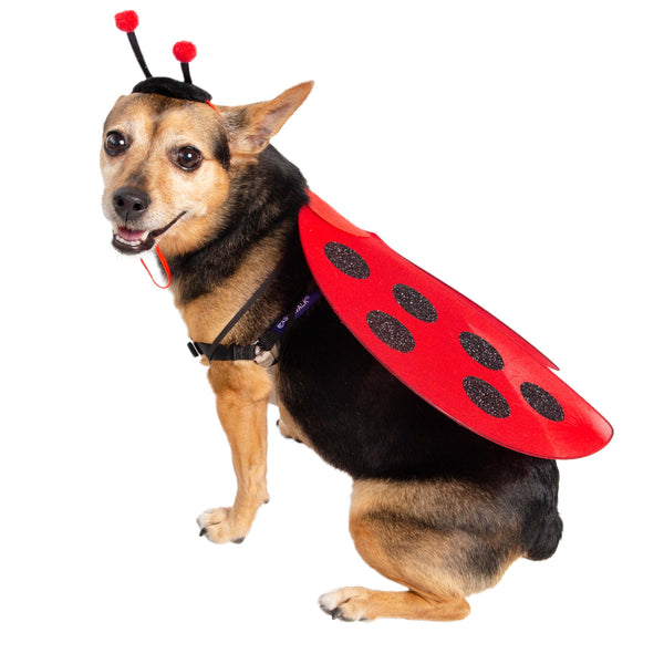 Ladybug Hat and Wings Dog & Cat  Costume