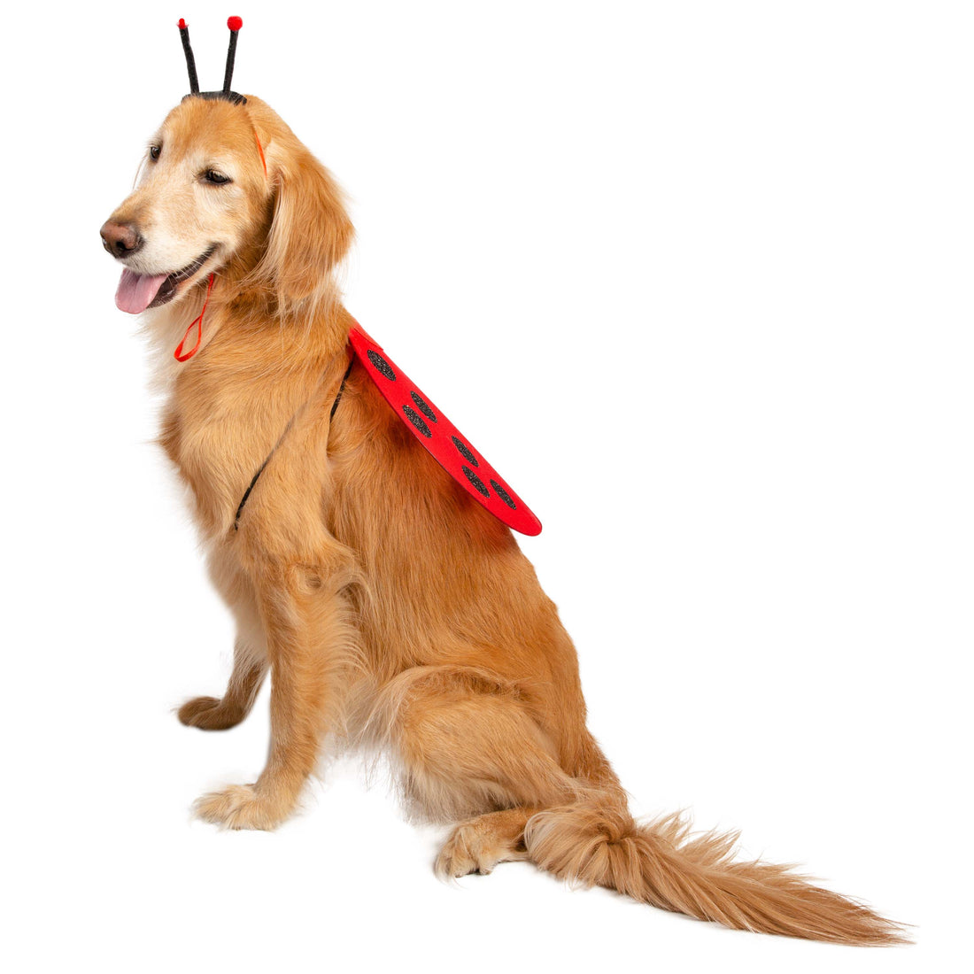 Ladybug Hat and Wings Dog & Cat  Costume