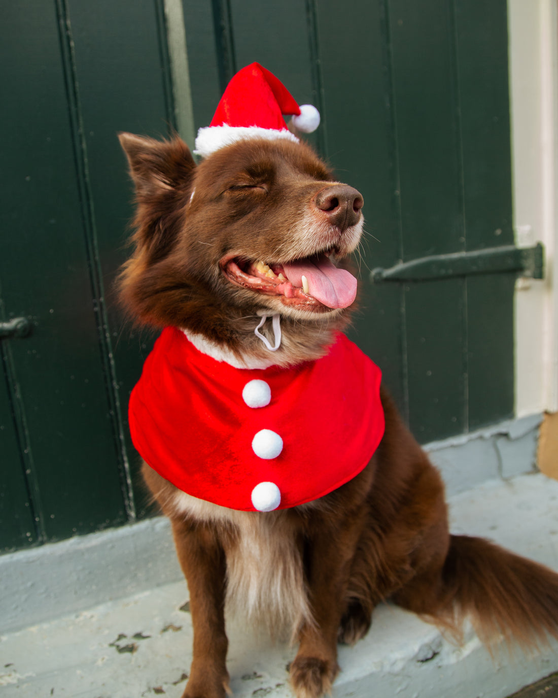 Santa Dog & Cats Costume