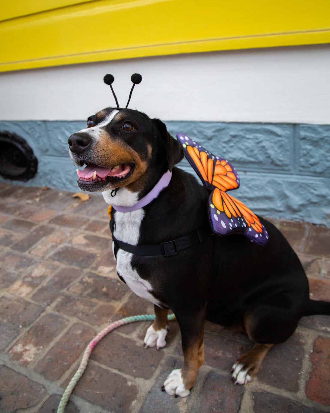 Monarch Butterfly Dog Costume