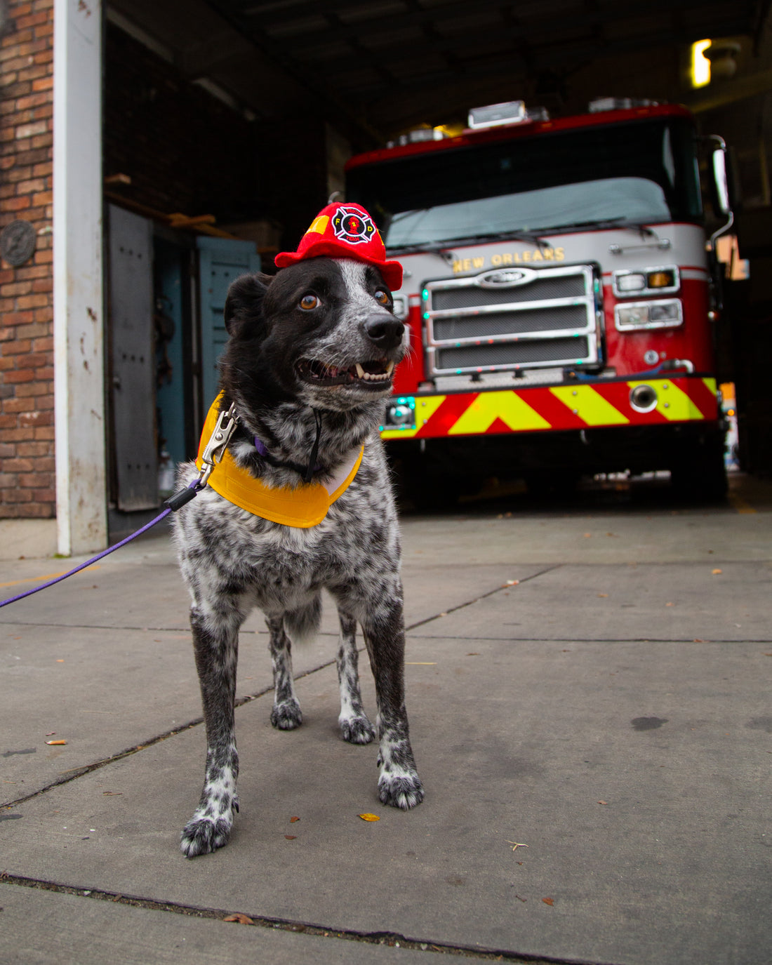 Firefighter Dog Costume