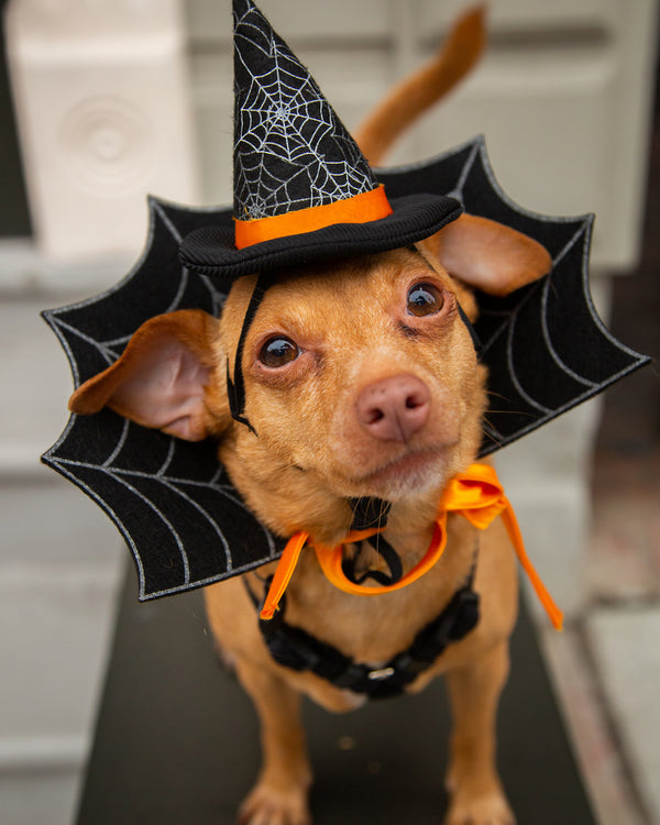 Witch Hat and Collar Set Dog & Cat  Costume
