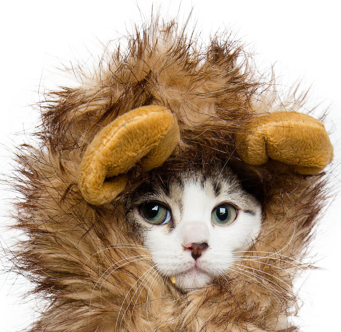 Lion Mane Cat Costume
