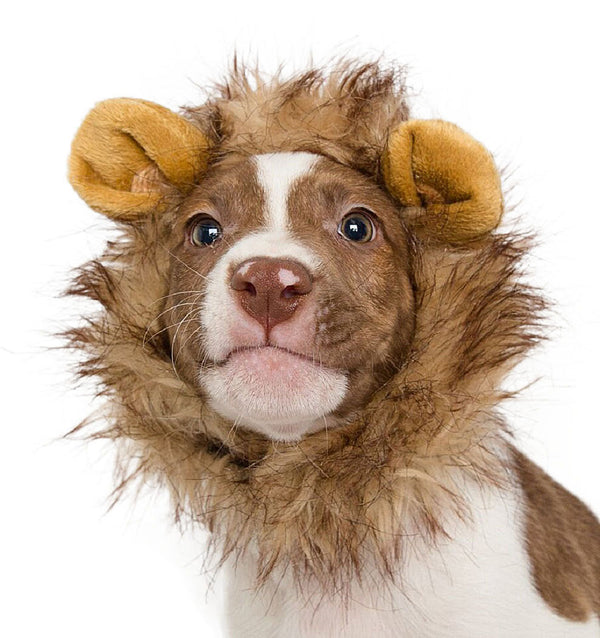 Lion Mane Small Dog Costume