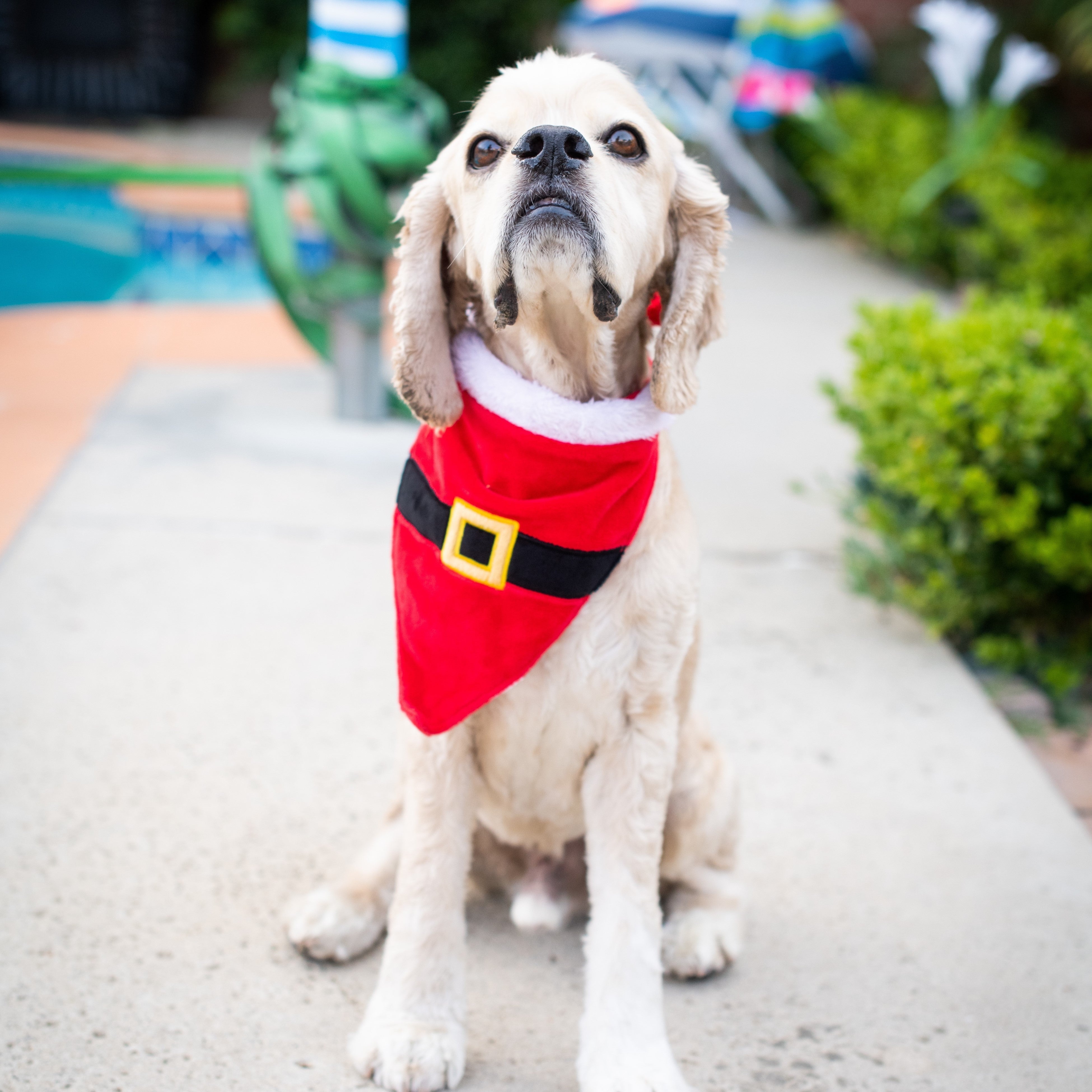 Huxley and Kent Santa's Suit Bandana Small