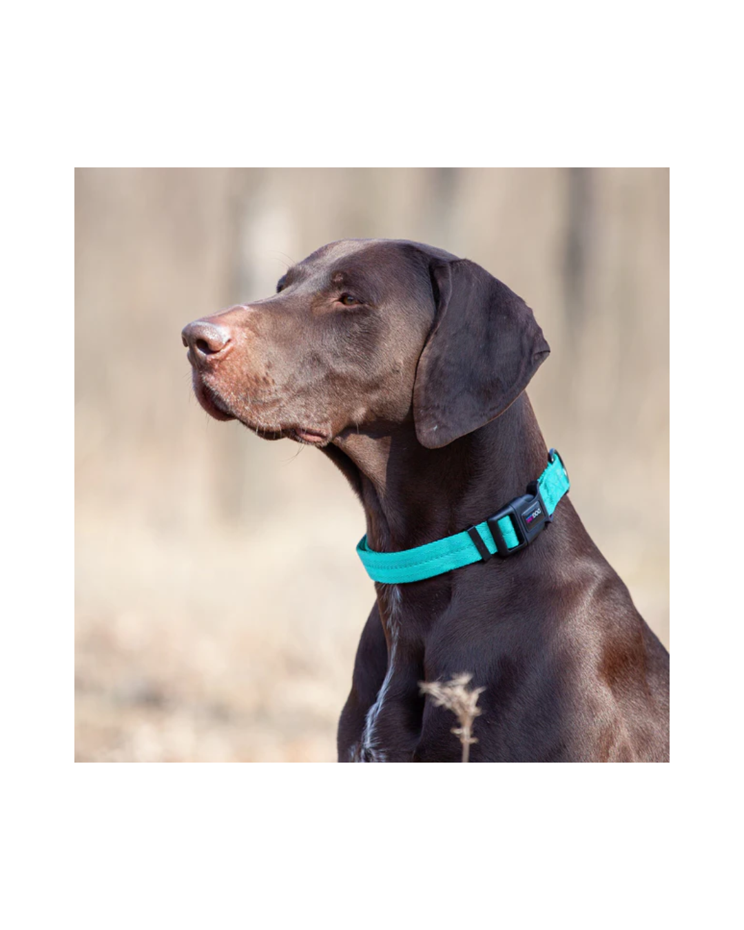 Dogline Nylon Flat Dog Collar