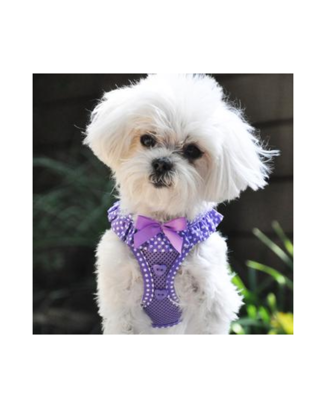 Doggie Design American River Choke Free Dog Harness Polka Dot Collection