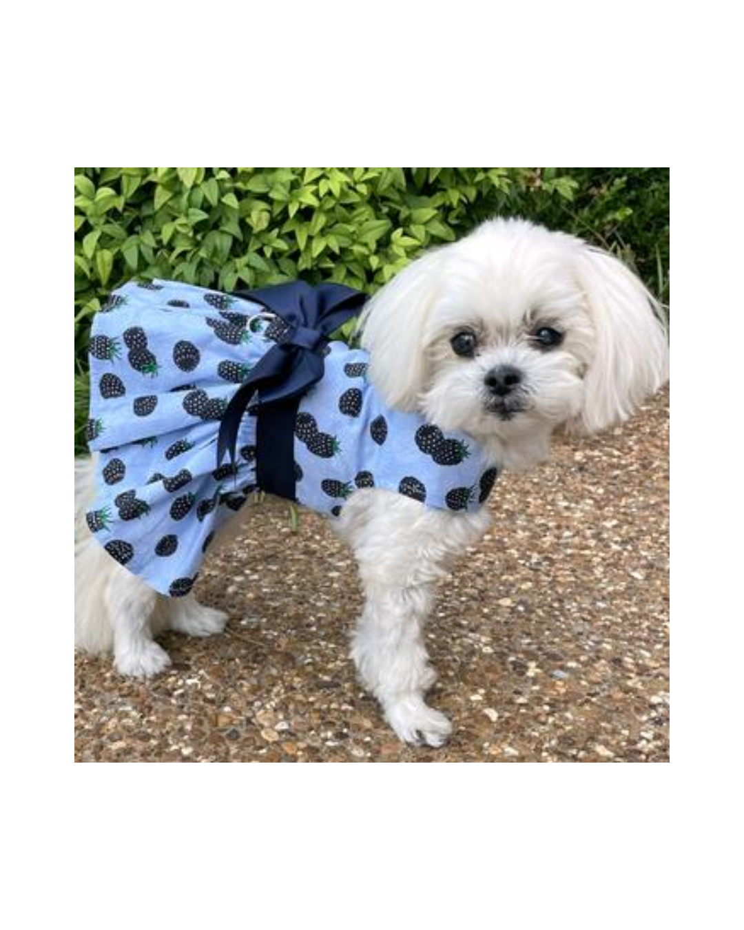 Doggie Design Blackberries Dog Dress with Matching Leash