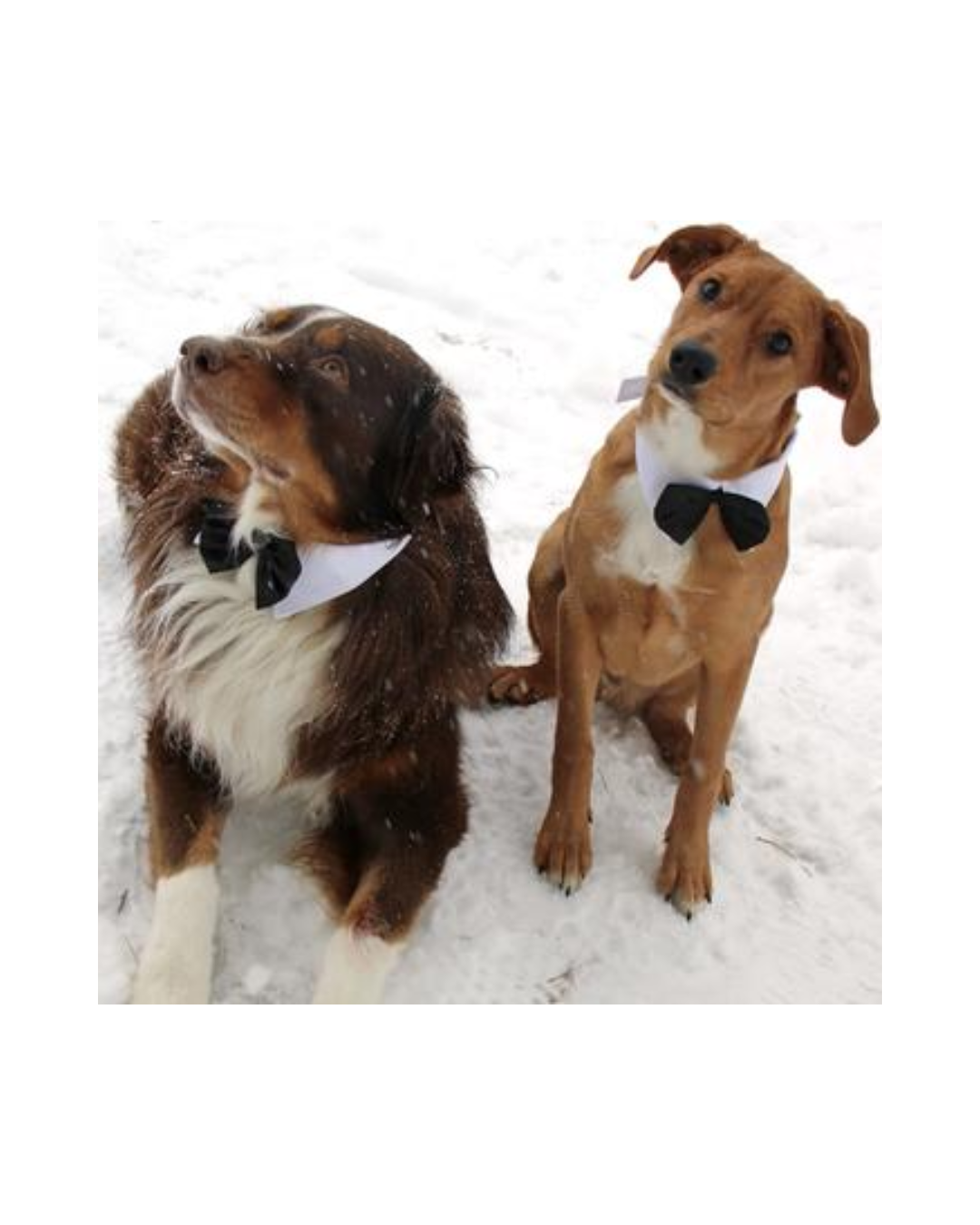 Doggie Design White Collar with Black Satin Bow Tie