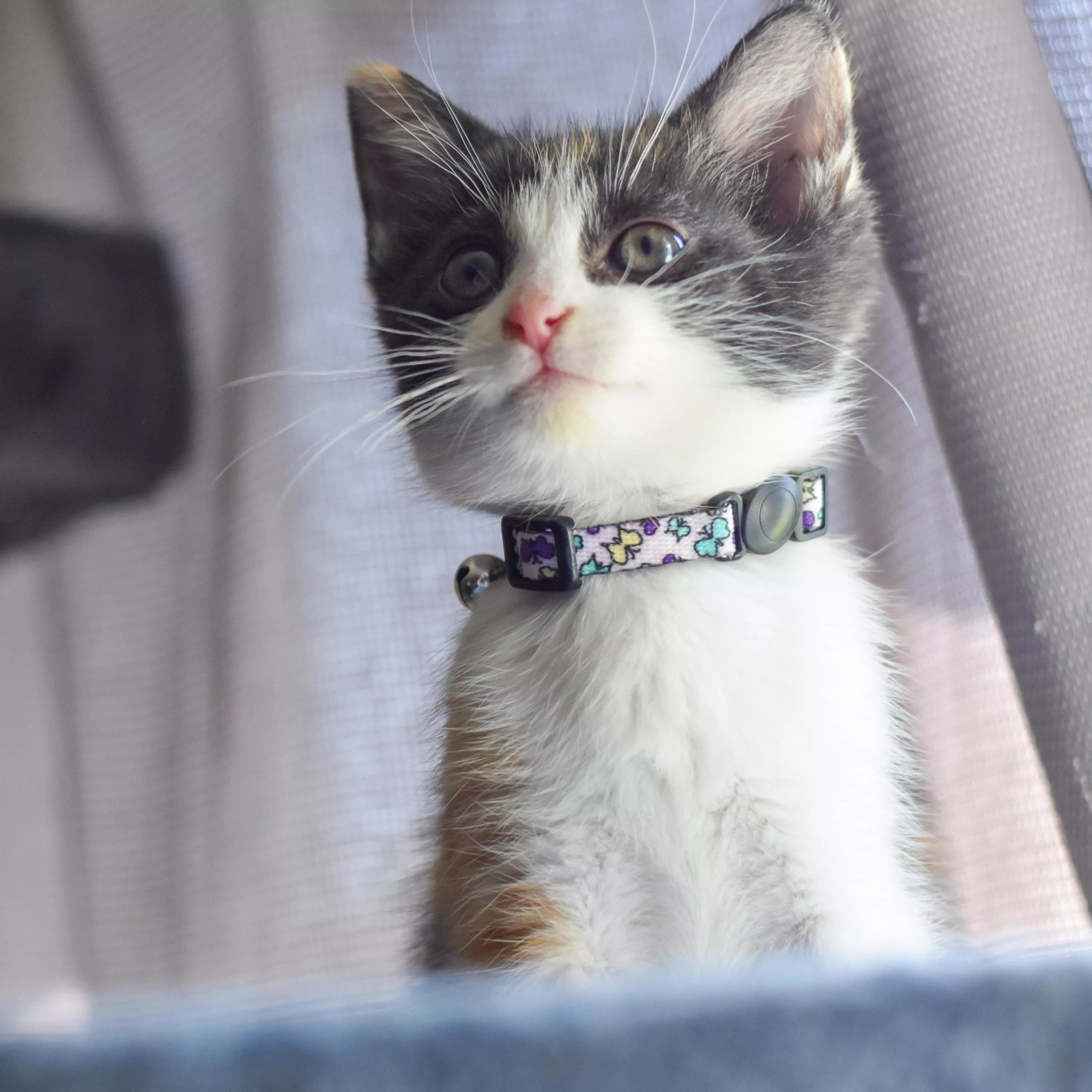 Coastal Li'l Pals Adjustable Breakaway Kitten Collar 6-8"
