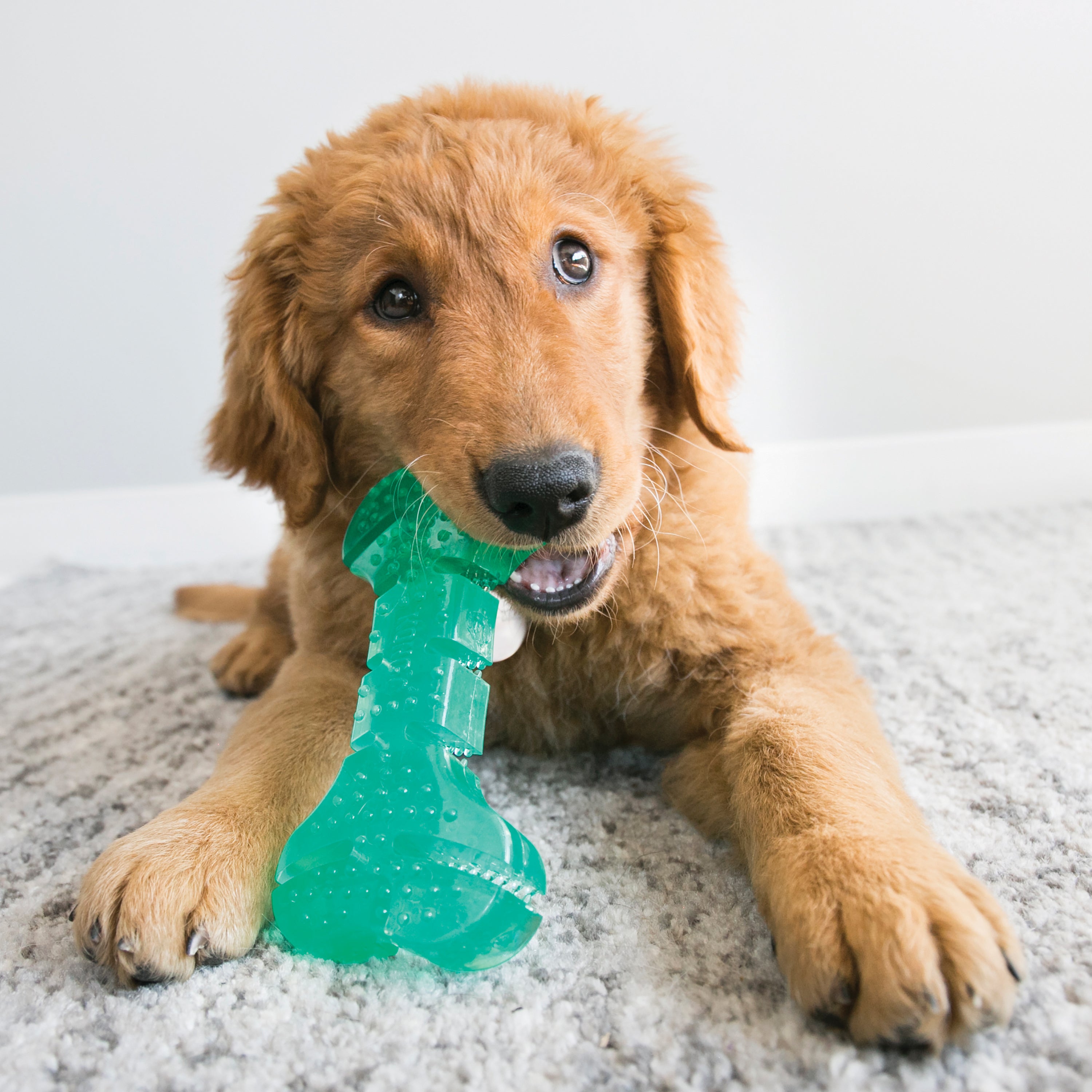 Kong Squeezz Dental Dog Toy