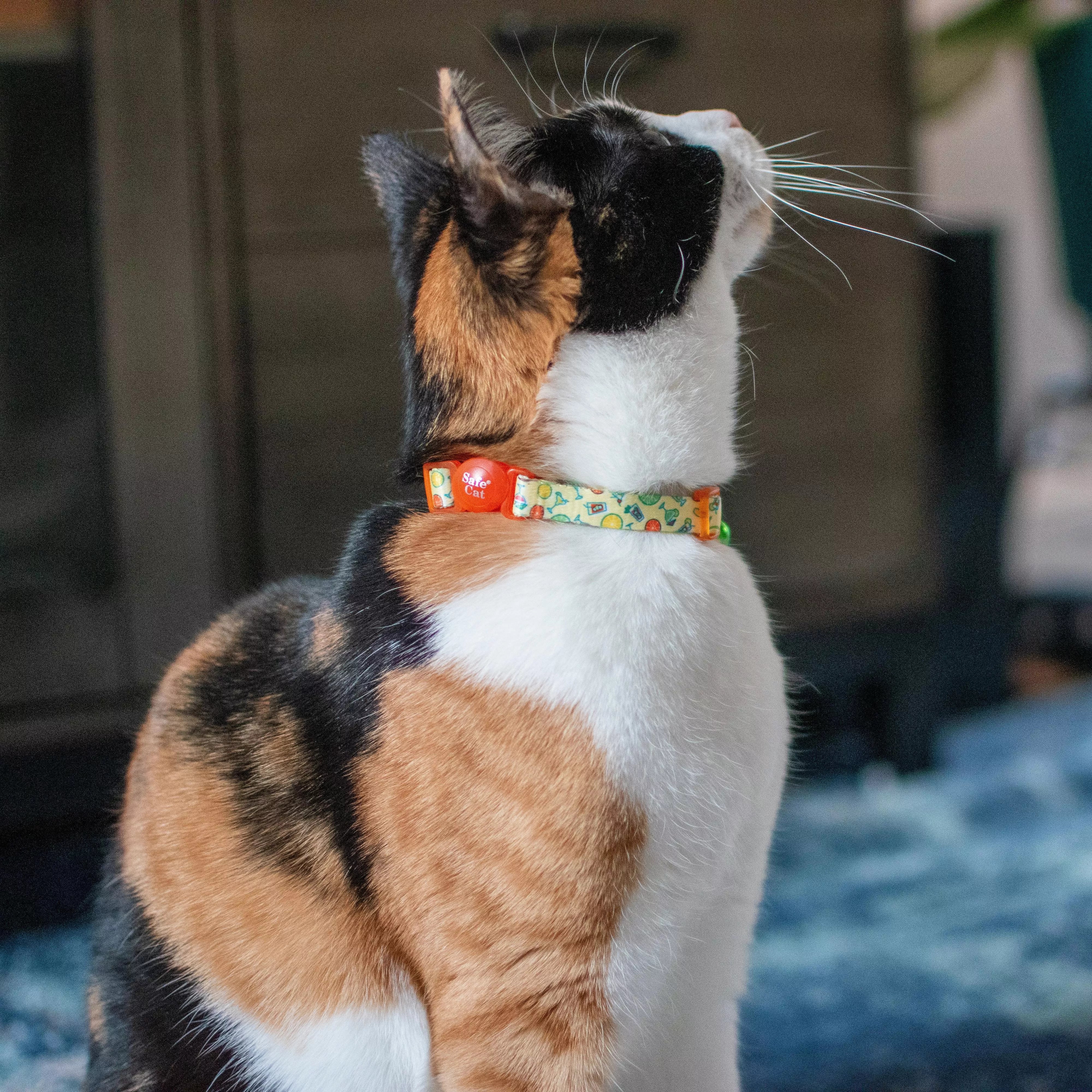 Coastal Safe Cat Fashion Adjustable Breakaway Collar 3/8" x 8-12"