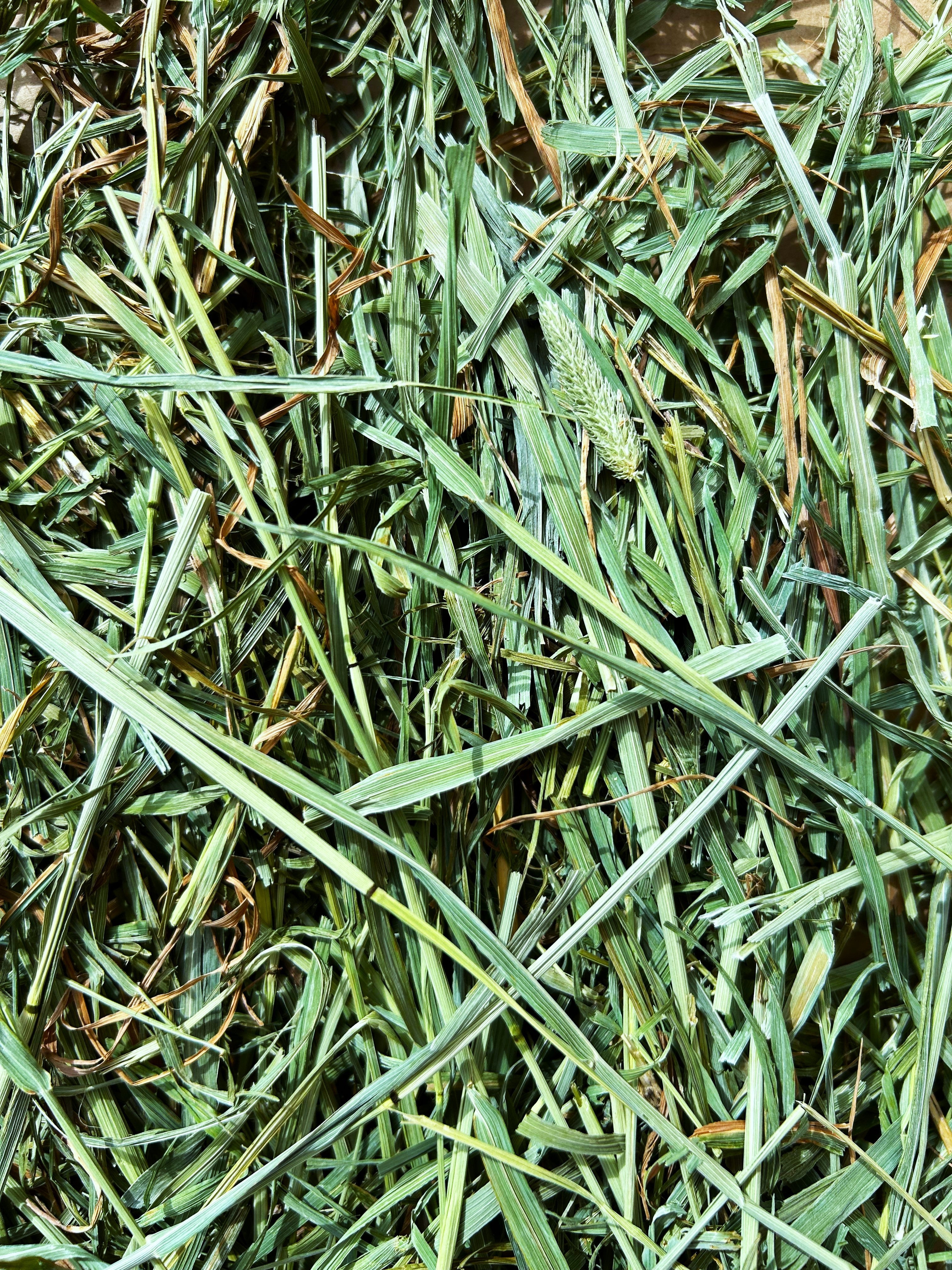 Round Lake Farm Timothy Hay