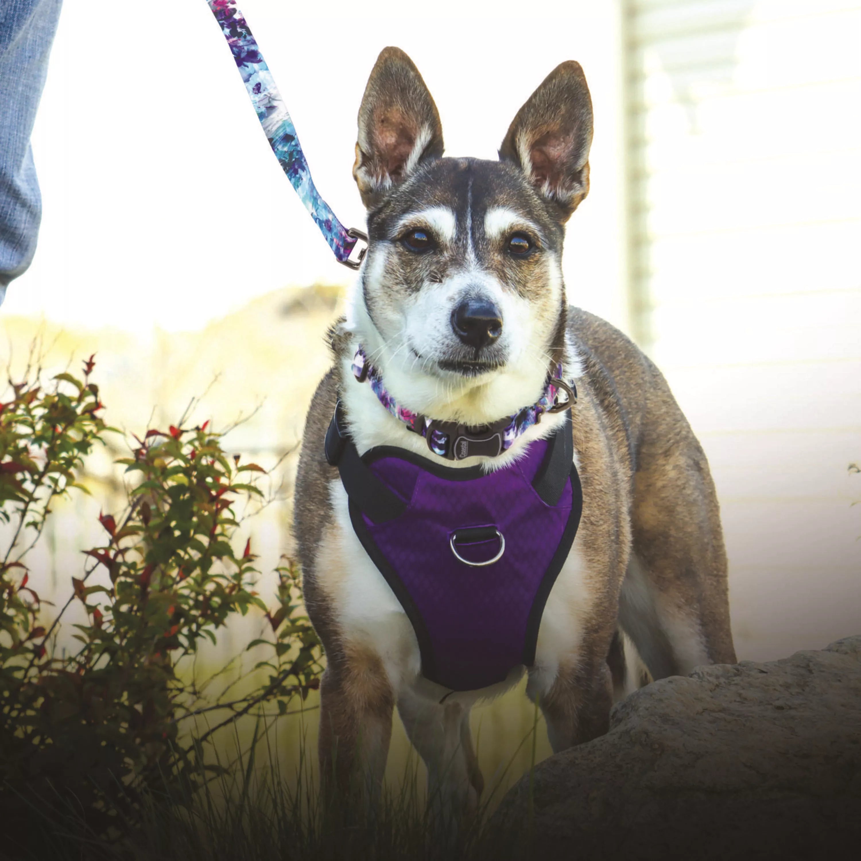Coastal Inspire Fashion Dog Leash