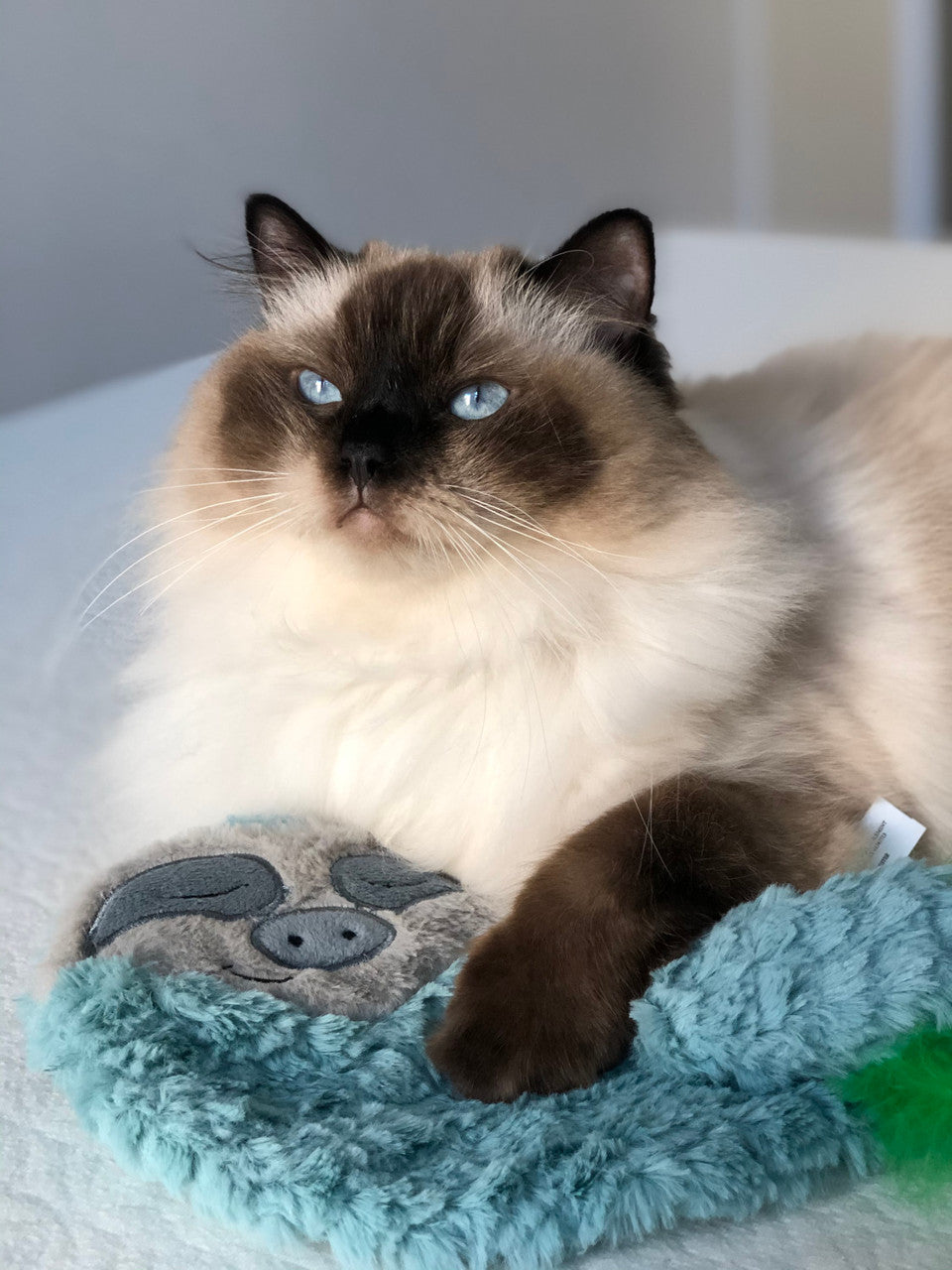 Purr Pillow Snoozin' Sloth Plush Cat Toy, Green