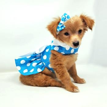 Doggie Design Blue Polka Dot Dog Dress with Matching Leash